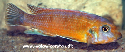 Labeotropheus trewavasae 'Thundu'